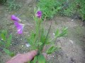 Blumenmartin