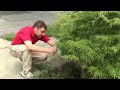 How to Prune a Japanese Maple