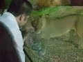 Lion pets kid at Oklahoma City Zoo