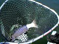 3 Lb Trout Fish ON! 3 Lb Trout Fish ON!
