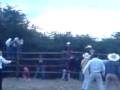 Batis monta!!
