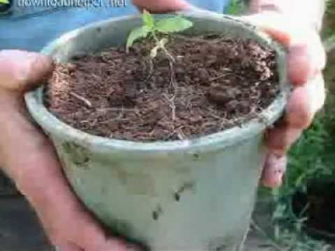 how to grow dope