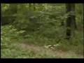 bigfoot sighting