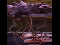 Whelk feeding Whelk feeding