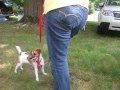 Jack Russels to Camisado