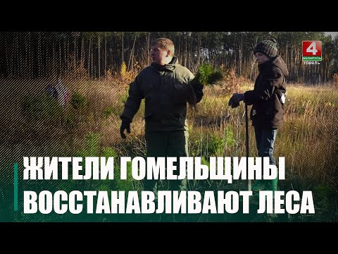 Лясгас: заданне па пасадцы лесу на Гомельшчыне выканана на 67% видео