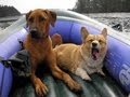 videos de Ridgeback Tricks Corgi Tricks