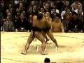 Chiyonofuji Vs. Terao