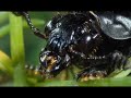 Burying Beetle Burying Beetle