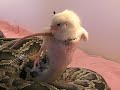 Python Eats Bird Alive