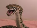 Python Eats Bird Alive Python Eats Bird Alive