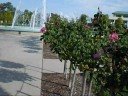 Deadheading City Hall