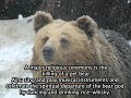 Ainu, First People of Japan, The Original & First Japanese Ainu, First People of Japan, The Original & First Japanese