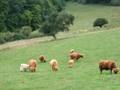 Hairy Coos in Hohenstein