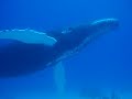Humpback Whale Turks and Caicos 2006