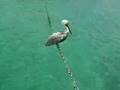 Curacao Sea Aquairum Pelican