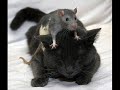 my animals