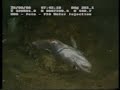 monkfish attack