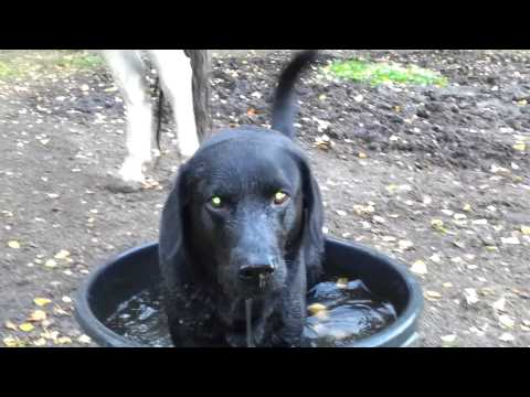 Cody beim Bad im Pferdetrog