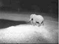 Bull Elephants on Africam