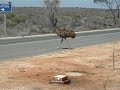 Ostrich Having A BIG Waterfall Shit. Ostrich Having A BIG Waterfall Shit.