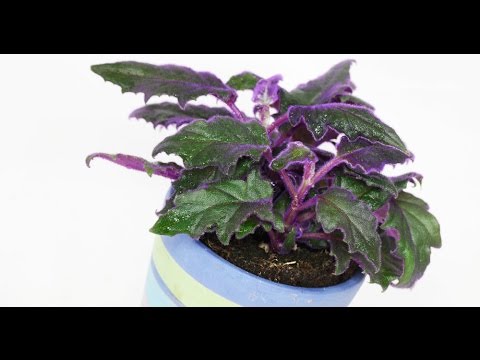how to care for a purple velvet plant