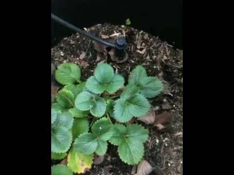 how to transplant everbearing strawberries