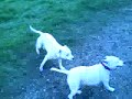 my two staffies kci (white and tan)and lexi (all white staffie) playin with their 