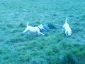 my two staffies kci (white and tan)and lexi (all white staffie) playin with their 
