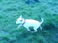 my two staffies kci (white and tan)and lexi (all white staffie) playin with their 