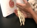 Overivew of the Ankle and Digits