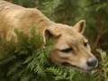 Thylacines-The Phantoms of Tasmania