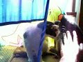 smokey-the-sweetest-kitty-adopted-updated-2007-noahs-kingdom-humane-society.html