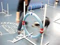cara the super dog
