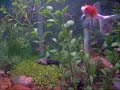 Aquario de Agua Doce com 73 litros de Capacidade,2 Kinguos 2 Colizas 3 Paulistinha 2 Molinezias Adulto Farios Filhotes de Molinezia.Video Hora da Alimentação 