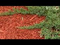 John Woods: Central Texas Gardener John Woods: Central Texas Gardener