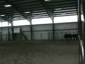 Ink at Buckeye Cowdog Trial