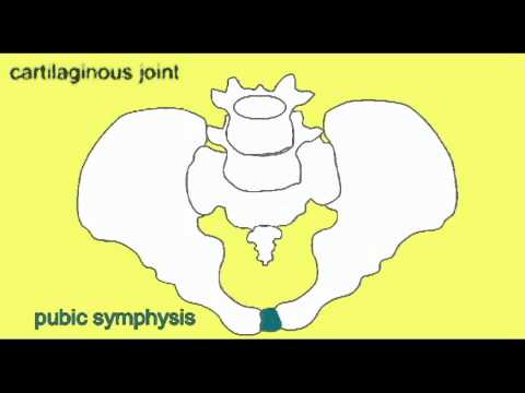 how to locate symphysis pubis