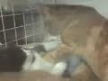 cat giving cpr cat giving cpr