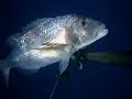 pesca in apnea - dentice video 2/2 pesca in apnea - dentice video 2/2
