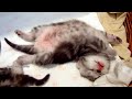 Sleeping Dancing Kittens