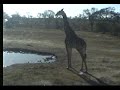 Giraffe Nkorho Pan 09-08-\ Giraffe Nkorho Pan 09-08-\