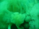 Plumose Anemones