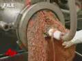 Video Spawns Largest Beef Recall in U.S.