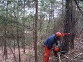 Felling a Tree Felling a Tree
