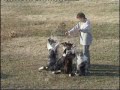 Un vídeo donde se pueden ver a todas nuestras perritas juntas haciendo... lo que pueden... :)))Con más práctica seguro que lo harán mucho mejor, mientras tanto, disfrutar con el vídeo.Gracias por seguir ahí.