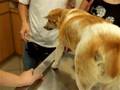 dog back pain spine crying