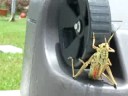 Funniest Videos circus' bug