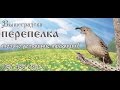 Видео - Разведение перепелов: уход, содержание и кормление перепелок