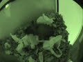 Gerbils messing around